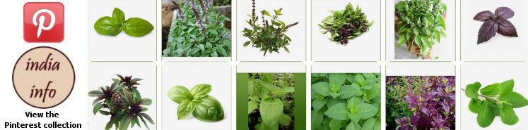 basil - Pinterest collection