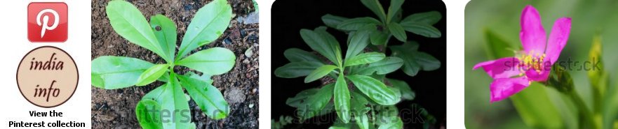 Ceylon Pasalai - Pinterest collection