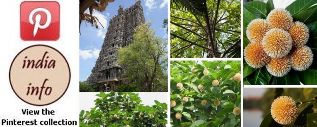 Kadamba, Bur flower, Kadam Tree - Pinterest collection